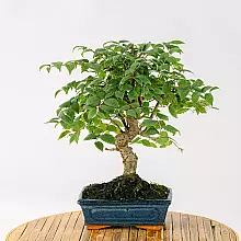 Bonsai Zelkova serrata 9 år gammel