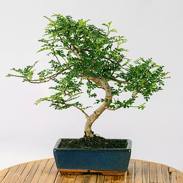 Bonsai Zanthoxylum Piperitum 8 anos