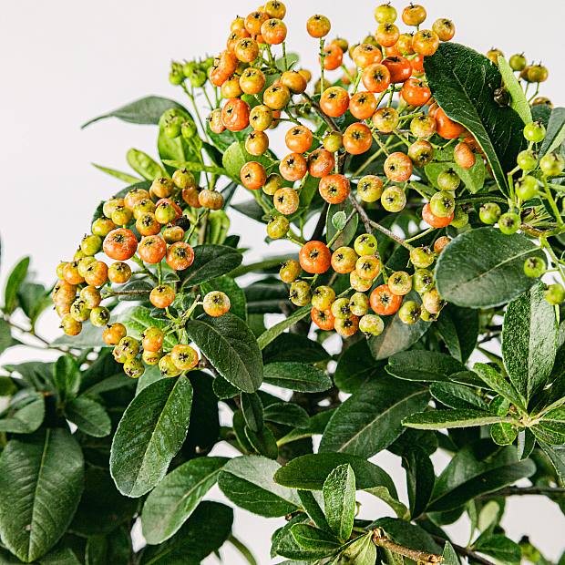 Bonsai 7 anos Pyracantha sp. ZP-b2