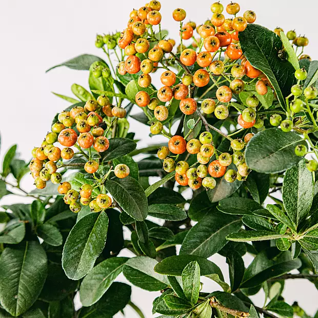 Bonsai 7 lat Pyracantha sp. ZP-b2