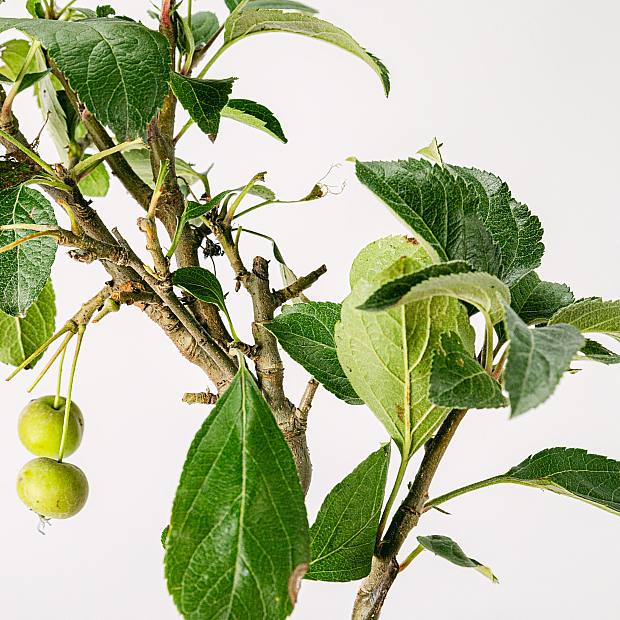 Bonsai 7 år gammel Malus sp