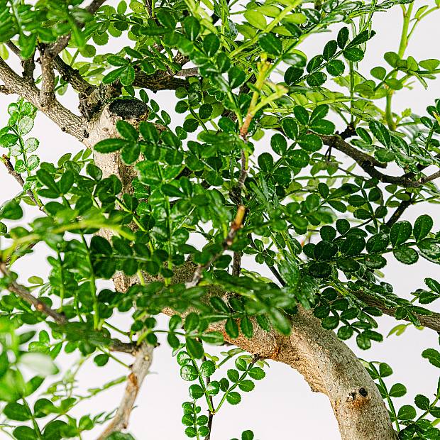 Bonsai Zanthoxylum Piperitum 8 anni