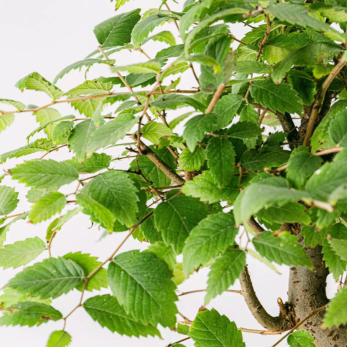 Bonsai Zelkova serrata 9 år gammel