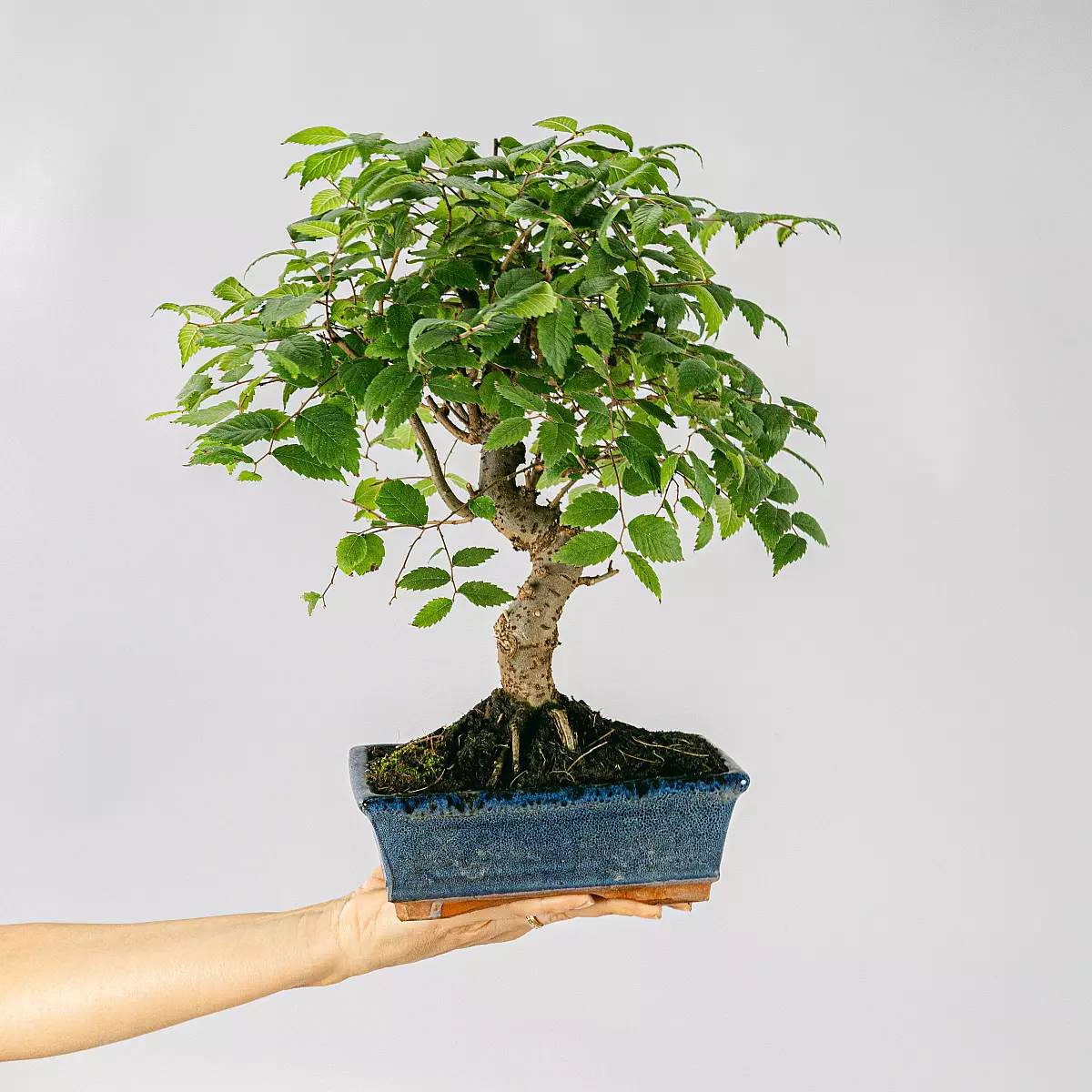 Bonsai Zelkova serrata 9 år gammel