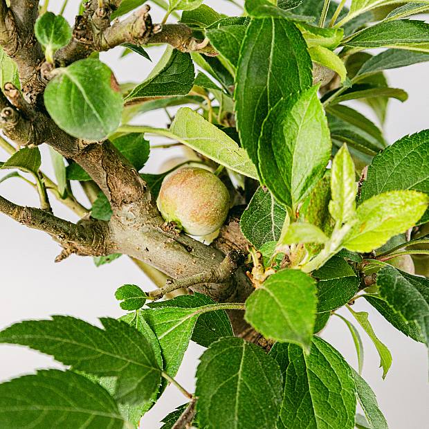 Bonsai10 years old Malus sp