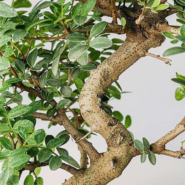 Bonsai 10 anni Pistacia Lentiscus