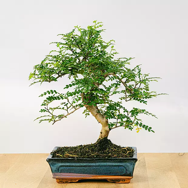 Bonsai 10 jaar oud Zanthoxylum Piperitum