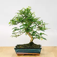 Bonsai 10 años Zanthoxylum Pip... related pic