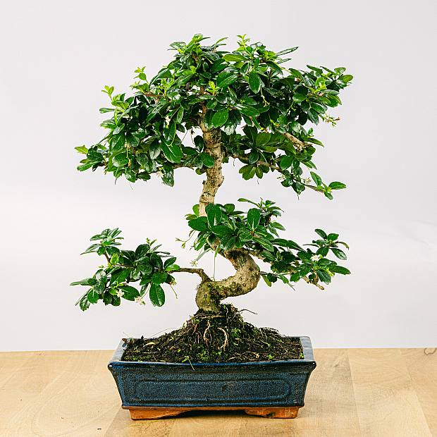 Bonsai 10 år gammel Carmona microphylla