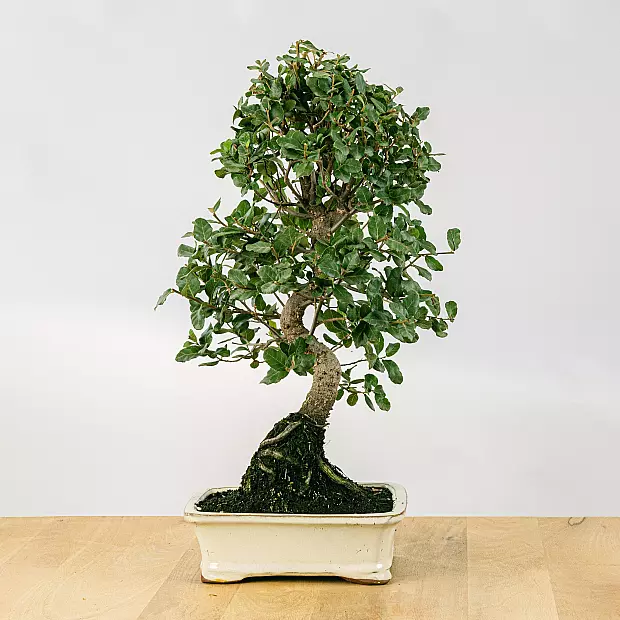 Bonsai 12 Jahre alt Quercus