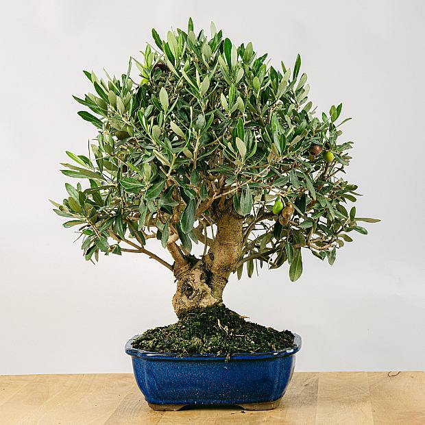 Bonsai 18 años Olea Europaea