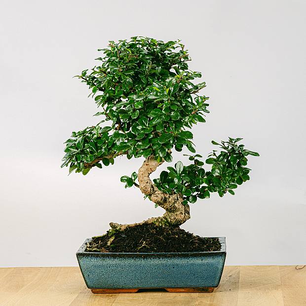 Bonsai 16 jaar oud Carmona microphylla