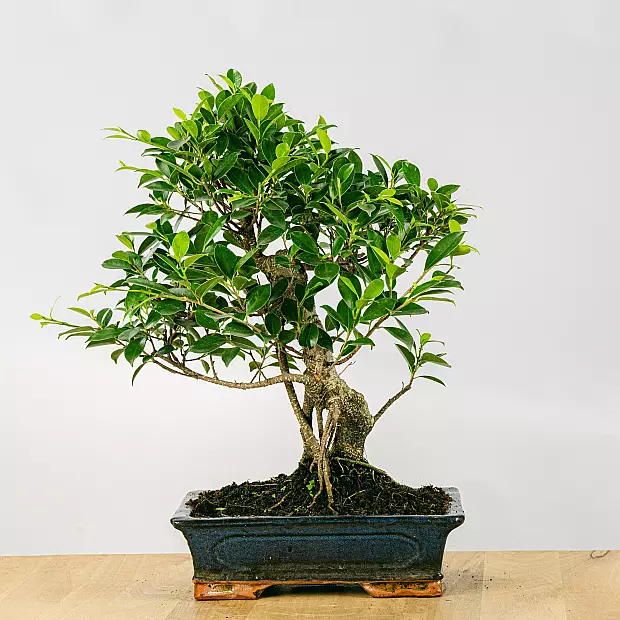 Bonsai 16 år gammal Ficus retusa