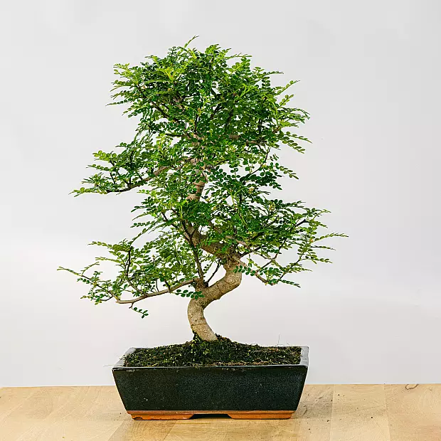 Bonsai Zanthoxylum Piperitum 16 lat