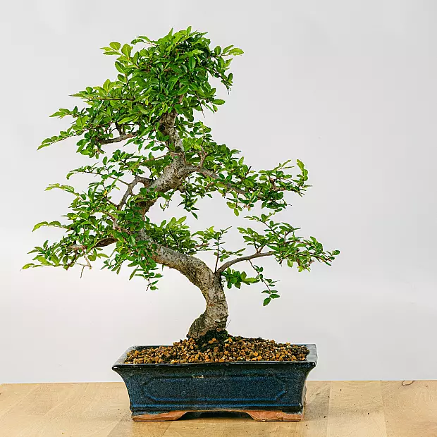 Bonsai Zelkova (16 years old)