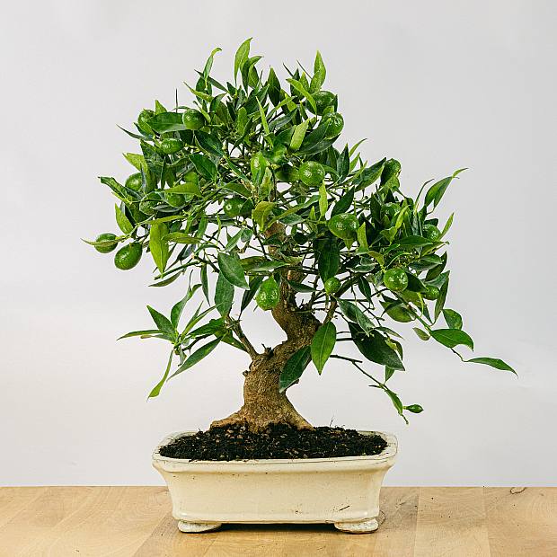 Bonsai 19 jaar oud Citrus Limencuat