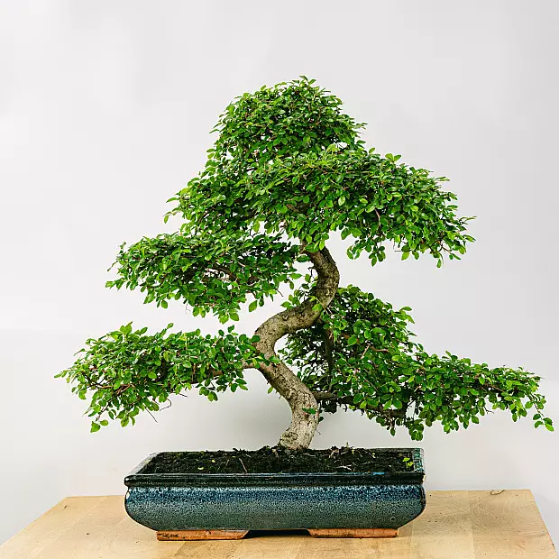 Bonsai 24 jaar oude Zelkova parvifolia