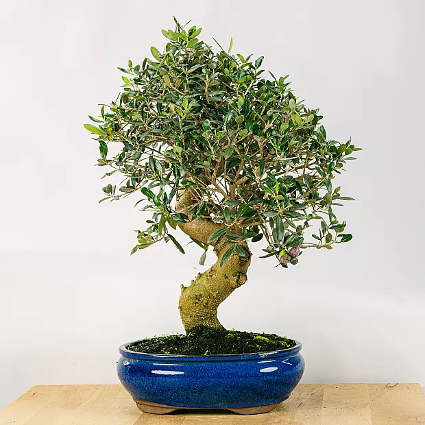 Bonsai 21 år gammal Olea Europaea