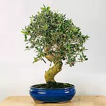 Bonsai 21 años Olea Europaea related pic