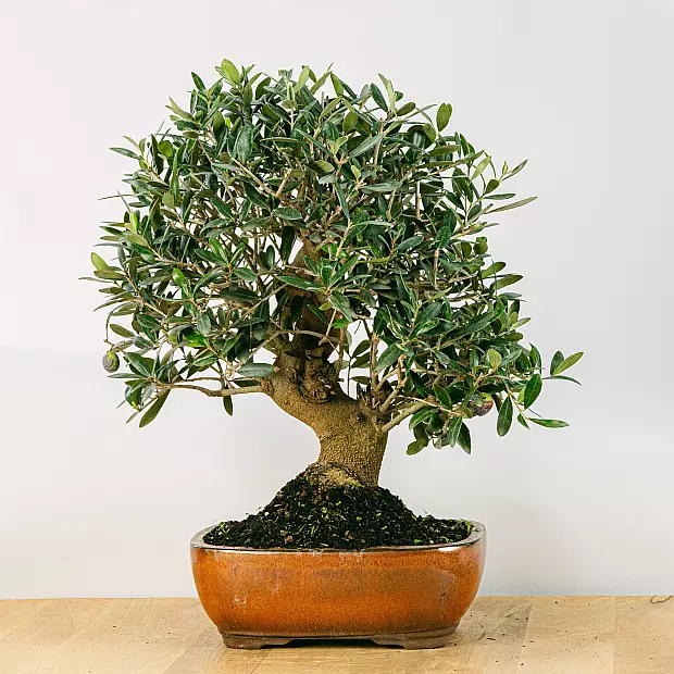 Bonsai 18 år gammel Olea Europaea