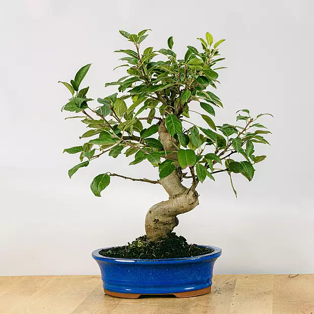 Bonsai 17 Jahre alt Malus sp