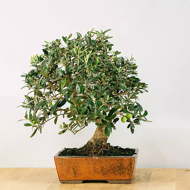 Bonsai Olivo 17 anos de idade