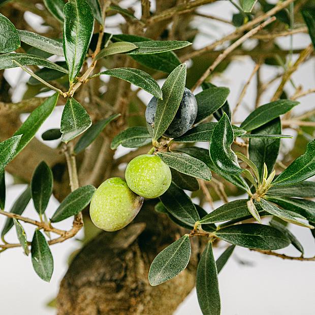 Bonsai Olivo 17 anos de idade