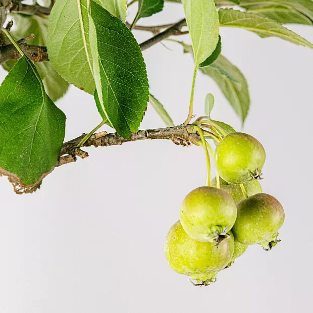 Bonsai 17 år gammel Malus sp