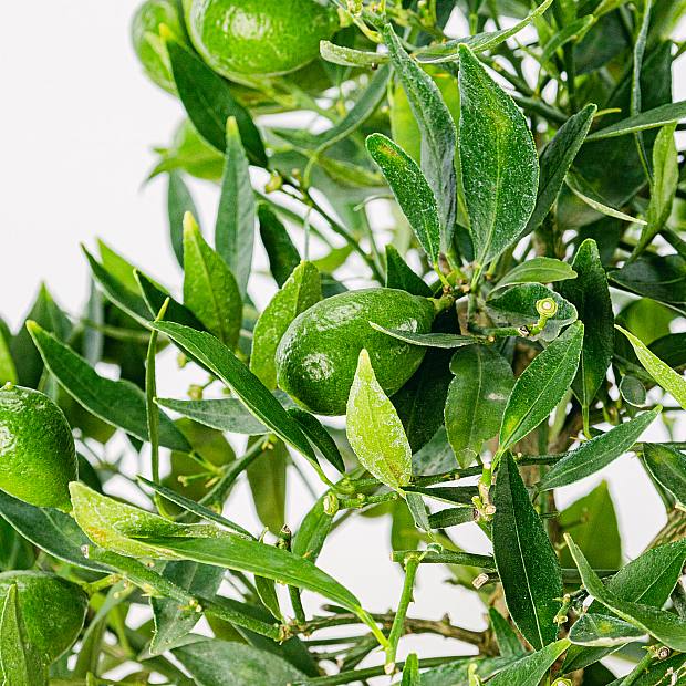 Bonsai Citrus Limencuat de 19 anos de idade