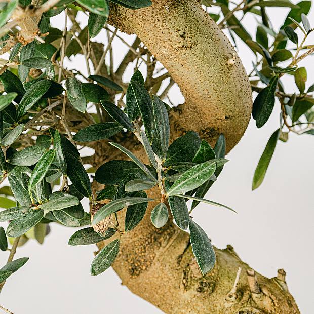 Bonsai 21 år gammel Olea Europaea