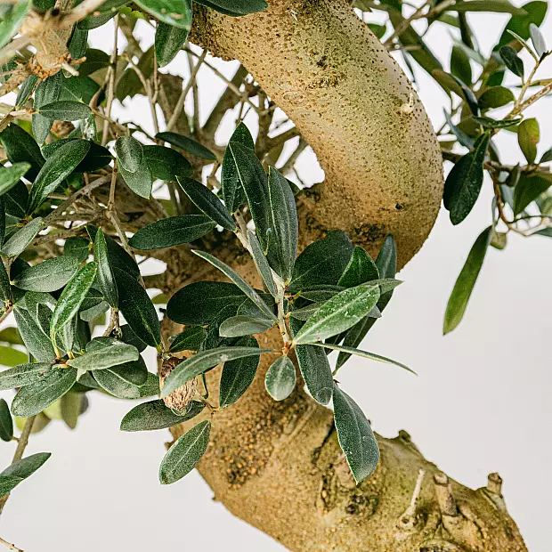 Bonsai 21 år gammal Olea Europaea