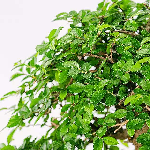 Bonsai 24 anos Zelkova parvifolia