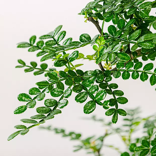 Bonsai Zanthoxylum Piperitum 16 Jahre