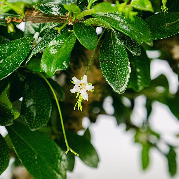 Бонсай Carmona microphylla (10 лет)