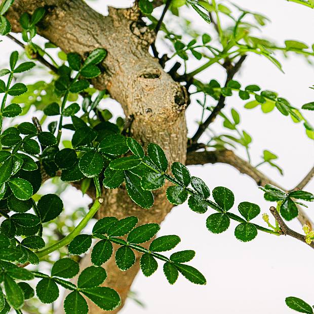 Bonsai 10 år gammal Zanthoxylum Piperitum