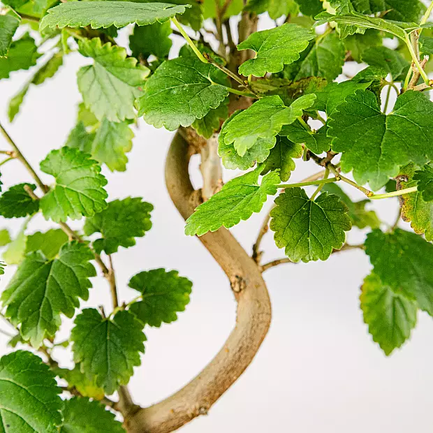 Bonsai 7 år gammel Morus sp