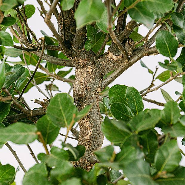 Bonsai 12 år gammel Quercus CP12