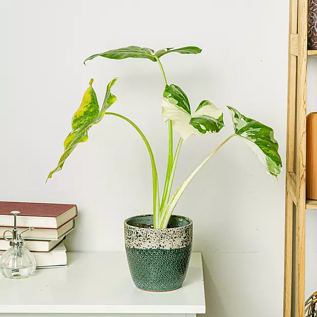 Alocasia Macrorrhiza Variegata