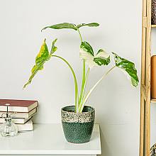 Alocasia Macrorrhiza Variegata related pic