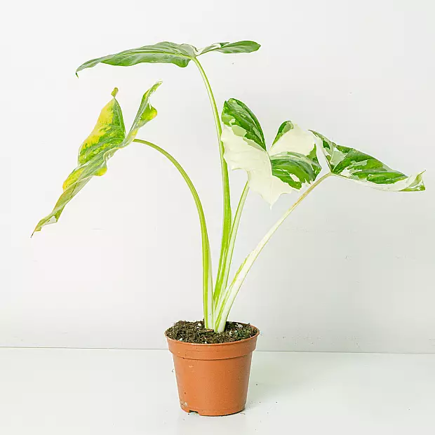 Alocasia Macrorrhiza Variegata