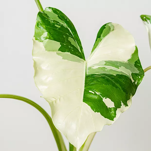 Alocasia Macrorrhiza Variegata