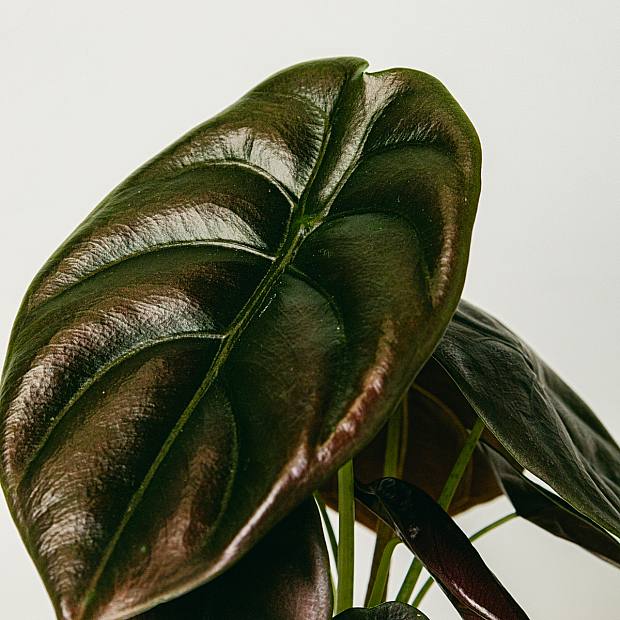 Alocasia cuprea secret rouge