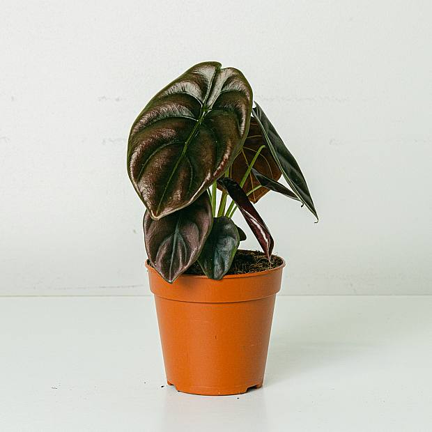 Alocasia cuprea secret rouge