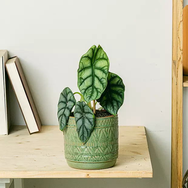 Alocasia Sølvdrage