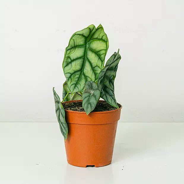 Alocasia Silberdrache