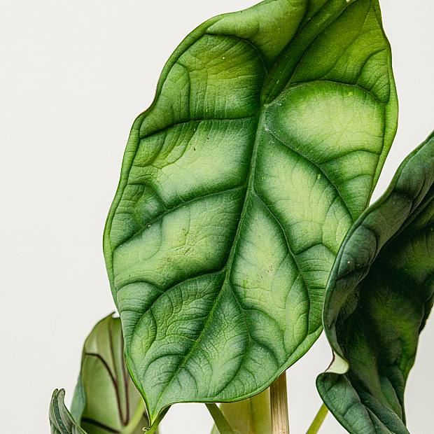 Alocasia Drago d'argento