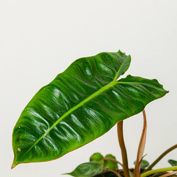 Philodendron Billietiae