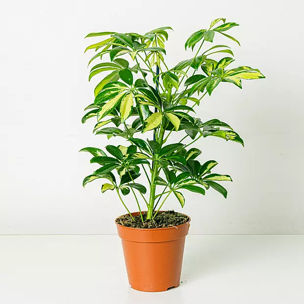 Schefflera Gerda