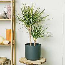 Dracaena Sunray related pic