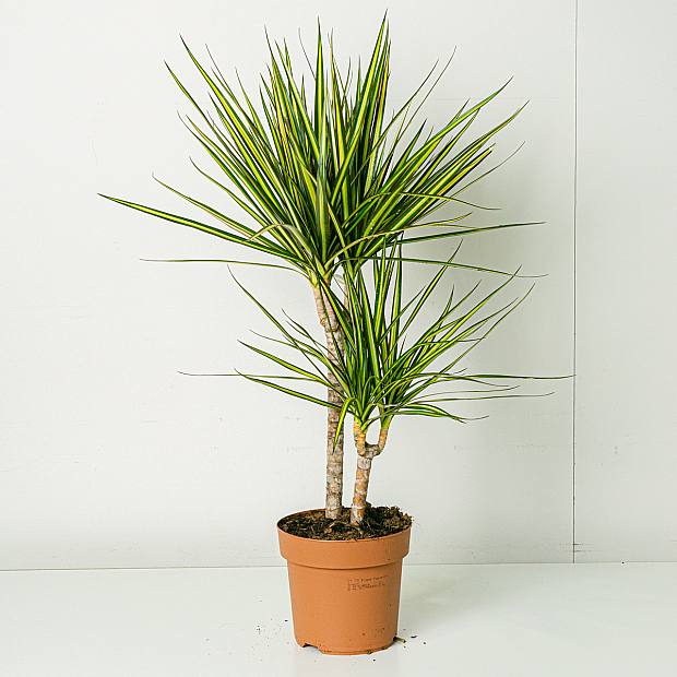 Dracaena Sunray